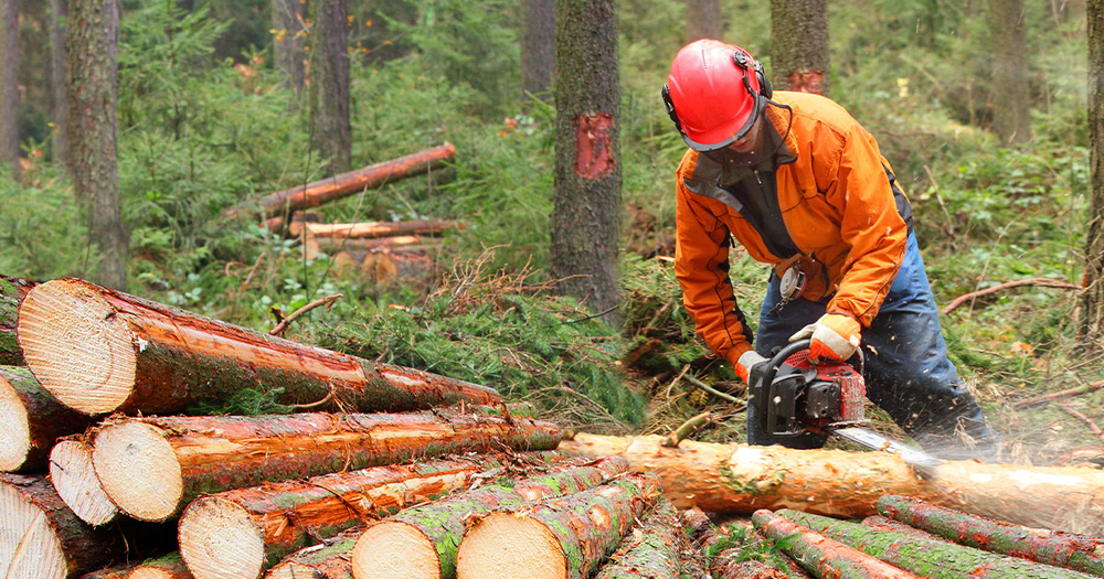 Man cutting lumber in woods