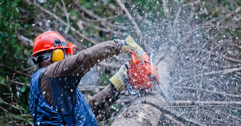 lumberjack cutting up tree with chainsaw