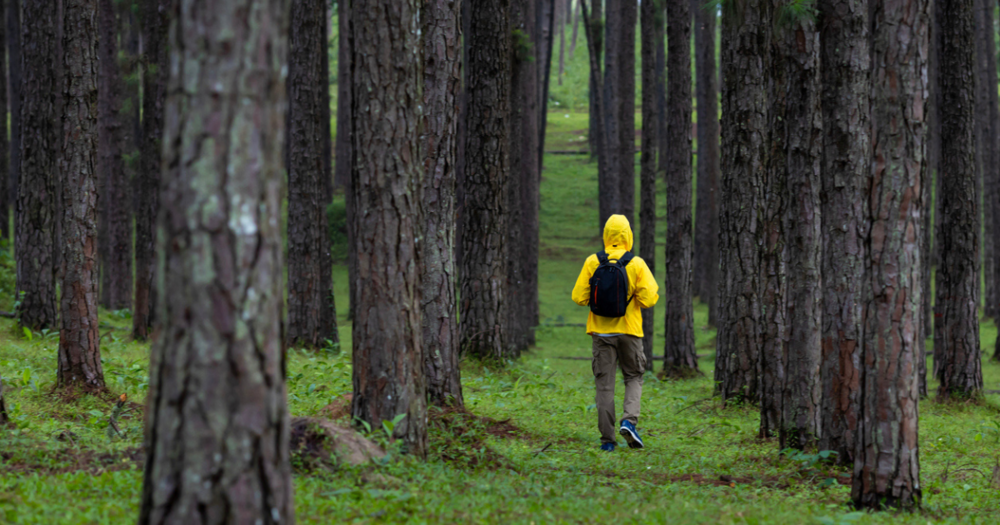 A person in a yellow jacket walking through a forest.